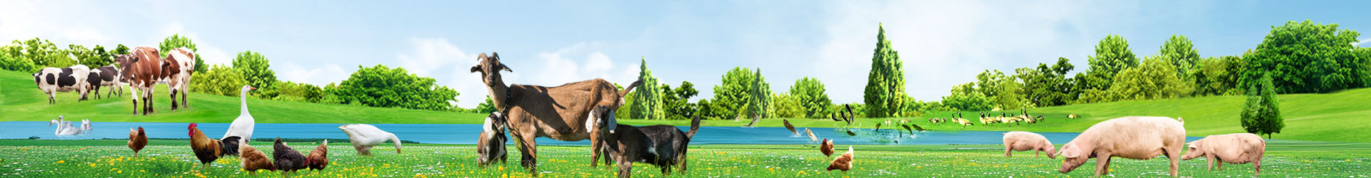 釀酒酵母培養(yǎng)物